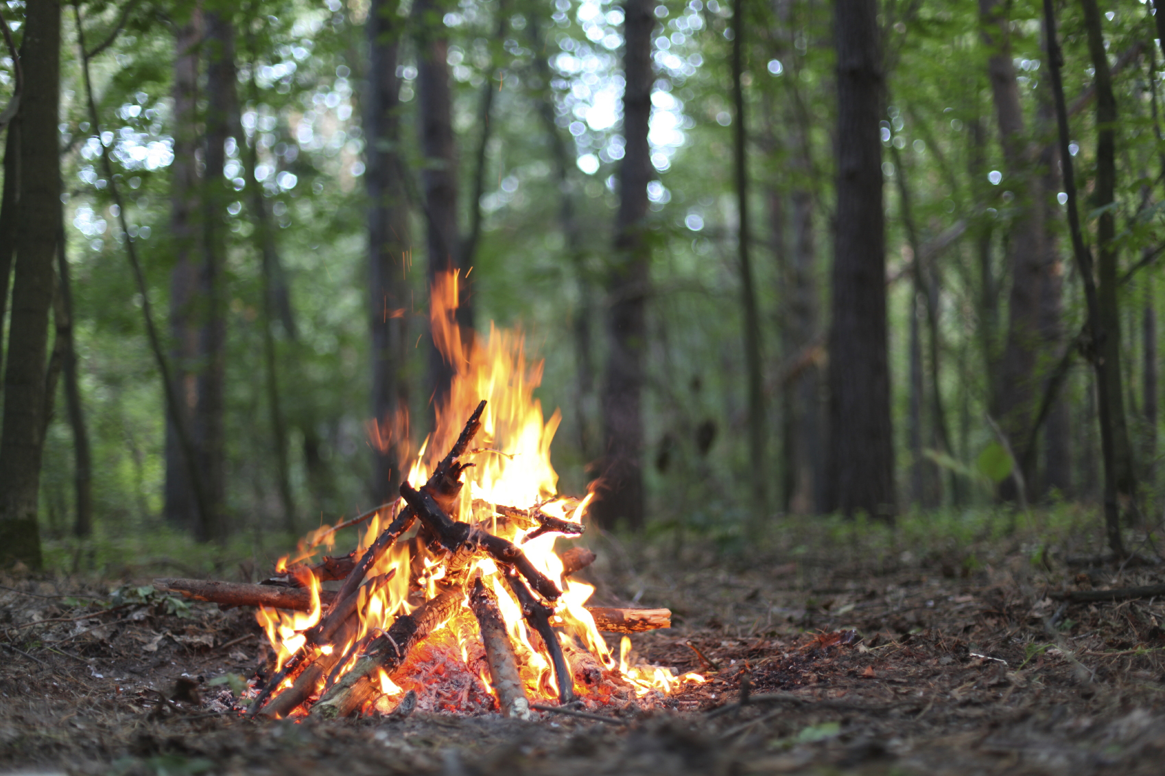Small bonfire in a wooded area.