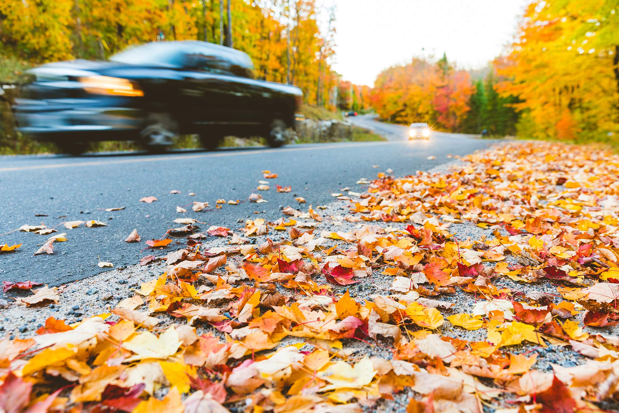 Road covered in leaves.