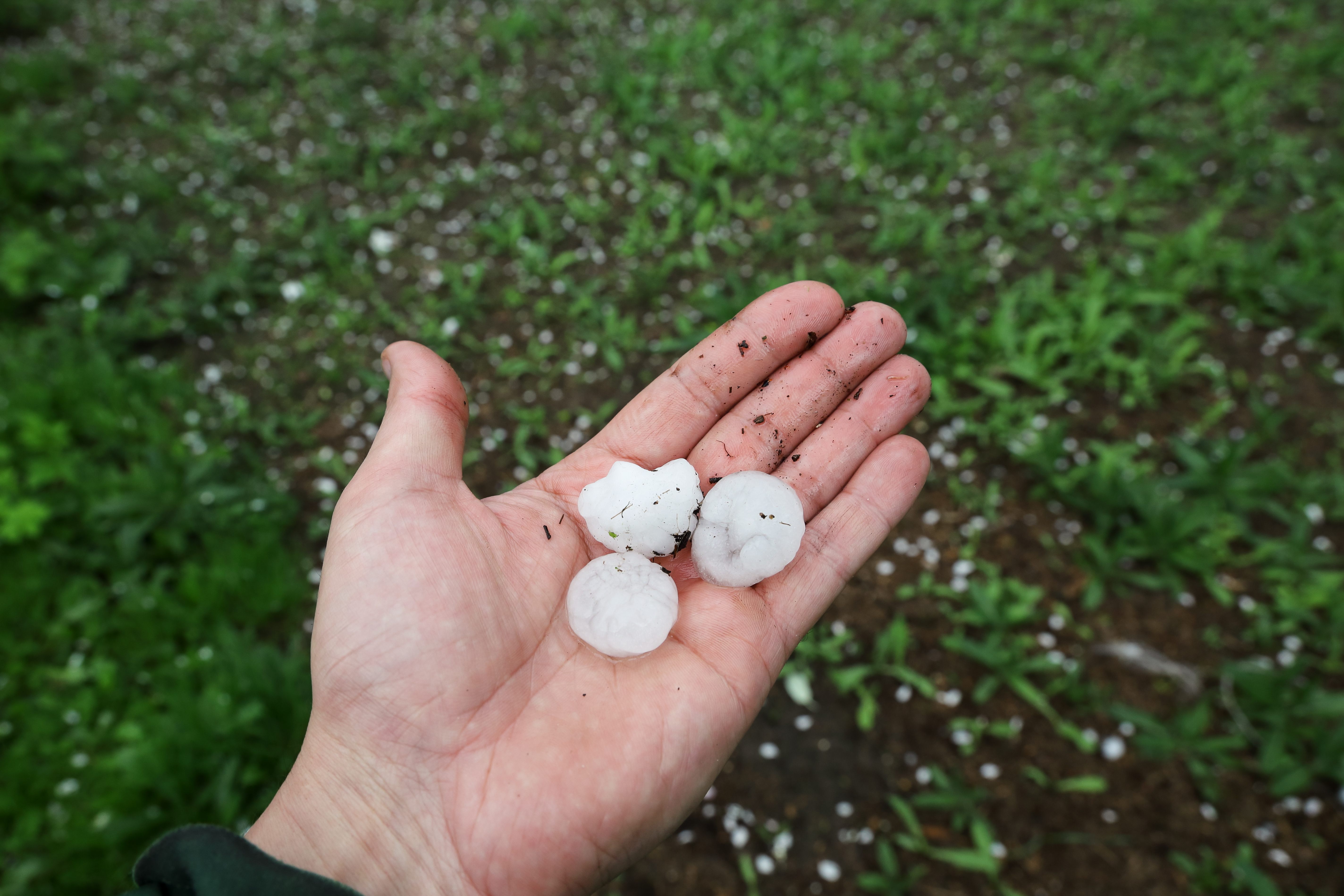 A person holding three large hail stones in their hand.