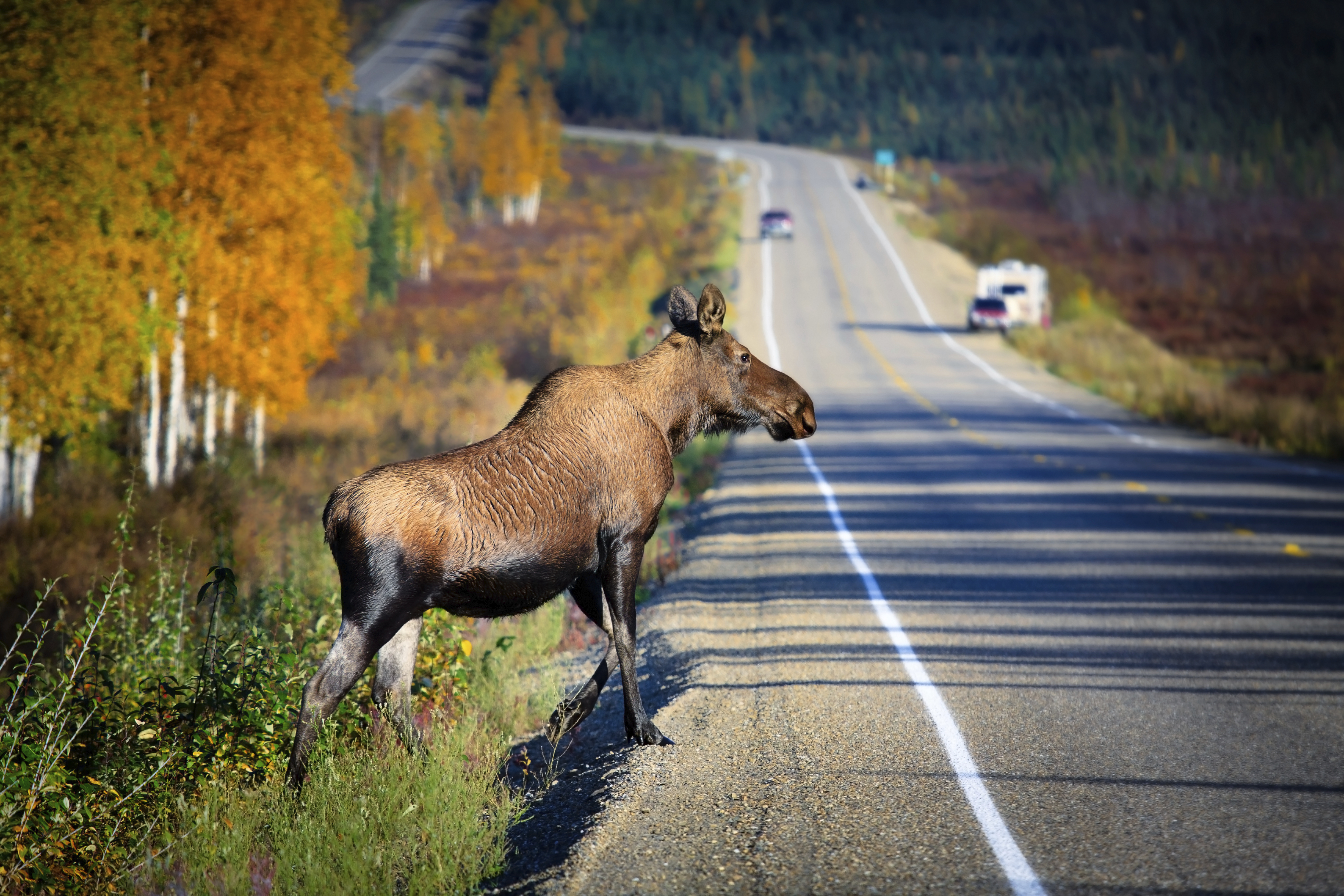 Moose standing on the side of a road.