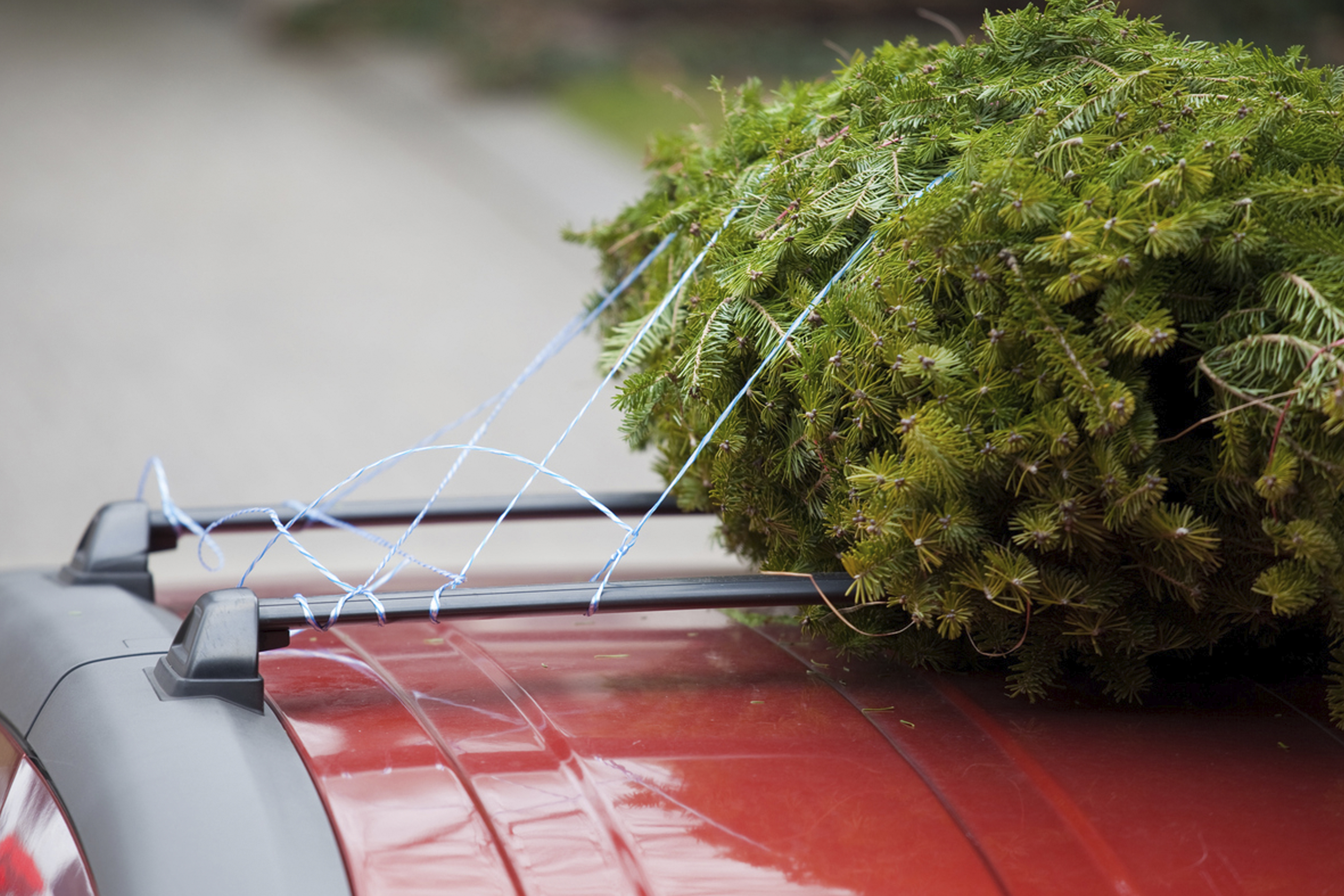 Close up of a baled pine tree tied to a roof of a vehicle.